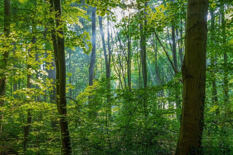 Mysterious Forest